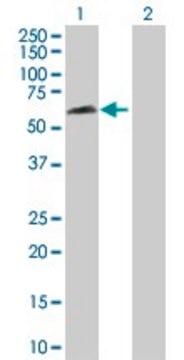 Anti-RBPJL antibody produced in rabbit purified immunoglobulin, buffered aqueous solution