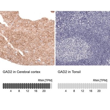 Monoclonal Anti-GAD2 antibody produced in mouse Prestige Antibodies&#174; Powered by Atlas Antibodies, clone CL2736, purified immunoglobulin, buffered aqueous glycerol solution