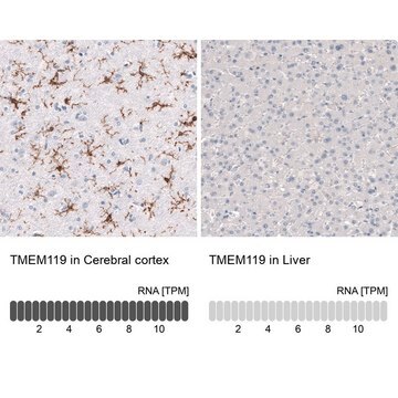 Monoclonal Anti-TMEM119 antibody produced in mouse Prestige Antibodies&#174; Powered by Atlas Antibodies, clone CL8714, purified immunoglobulin, buffered aqueous glycerol solution