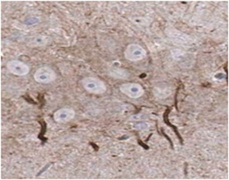 Anti-Ankyrin-G Antibody, clone N106/36 clone N106/36, from mouse