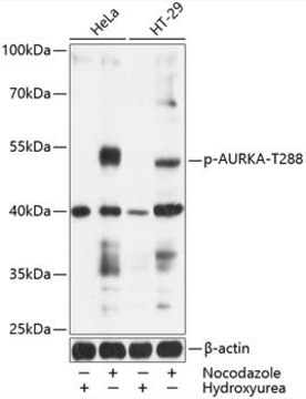 Anti-Phospho-AURKA-T288 antibody produced in rabbit