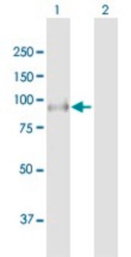 Anti-LRSAM1 antibody produced in mouse purified immunoglobulin, buffered aqueous solution