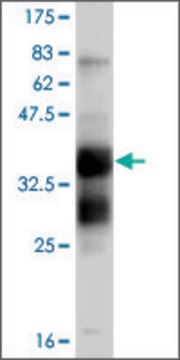 ANTI-FGFR1 antibody produced in mouse clone 2C1, purified immunoglobulin, buffered aqueous solution