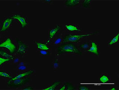 Anti-FOLR1 antibody produced in rabbit purified immunoglobulin, buffered aqueous solution