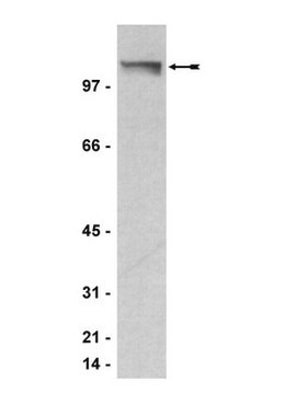 Anti-PML Antibody, clone 36.1-104 clone 36.1-104, Upstate&#174;, from mouse