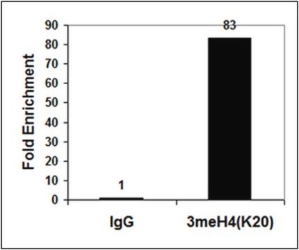 Anti-trimethyl-Histone H4 (Lys20) Antibody from rabbit, purified by affinity chromatography