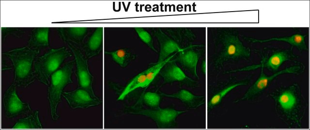 Anti-Gamma H2AX (phospho-Ser139) antibody, Rabbit monoclonal recombinant, expressed in HEK 293 cells, clone RM224, purified immunoglobulin