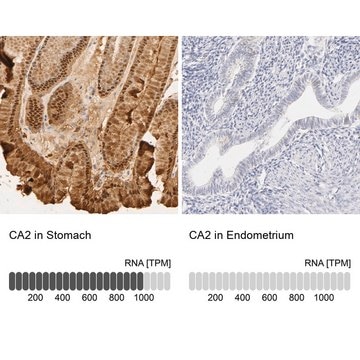 Anti-CA2 antibody produced in rabbit Prestige Antibodies&#174; Powered by Atlas Antibodies, affinity isolated antibody, buffered aqueous glycerol solution