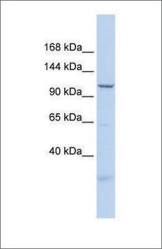 Anti-SKIV2L2 antibody produced in rabbit affinity isolated antibody