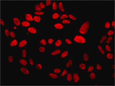 Anti-MDC1 antibody, Mouse monoclonal clone MDC1-50, purified from hybridoma cell culture