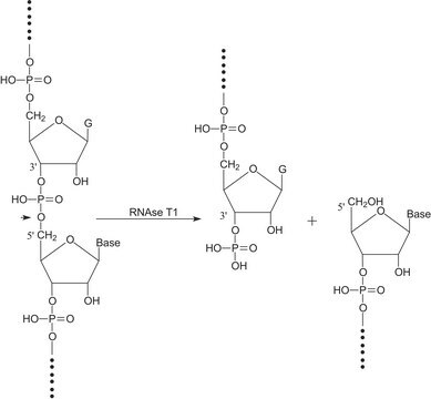 Ribonuclease T1 from Aspergillus oryzae ammonium sulfate suspension, 300,000-600,000&#160;units/mg protein