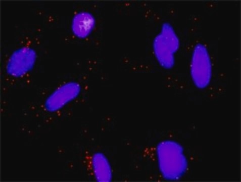 Monoclonal Anti-E2F3 antibody produced in mouse clone 5F7, purified immunoglobulin, buffered aqueous solution