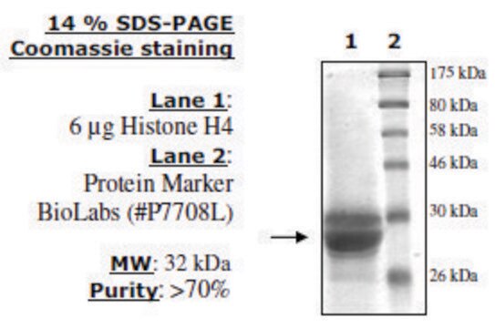 Histone H4 (2-58) human recombinant, expressed in E. coli, &#8805;70% (SDS-PAGE)