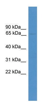 Anti-USP30 antibody produced in rabbit affinity isolated antibody