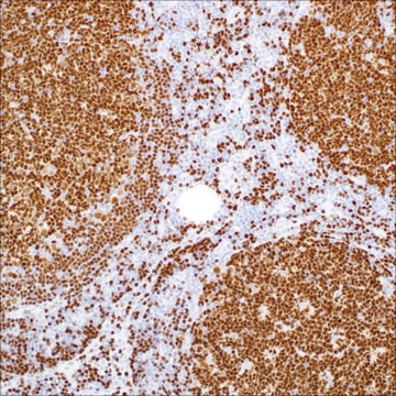 PAX-5 (EP156) Rabbit Monoclonal Primary Antibody