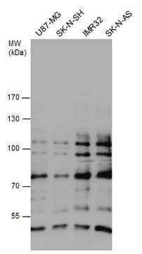 Anti-Gli1 antibody produced in rabbit affinity isolated antibody, buffered aqueous solution