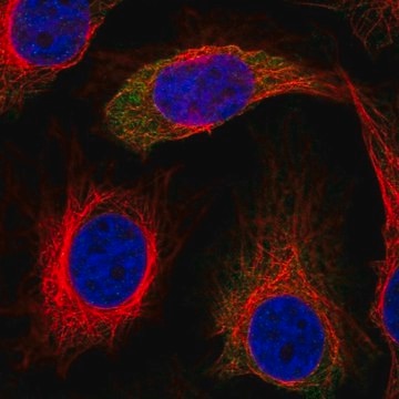 Anti-IRS2 antibody produced in rabbit Prestige Antibodies&#174; Powered by Atlas Antibodies, affinity isolated antibody