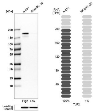 Anti-TJP2 antibody produced in rabbit Prestige Antibodies&#174; Powered by Atlas Antibodies, affinity isolated antibody, buffered aqueous glycerol solution