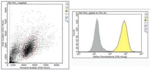 Anti-TfR1 Antibody, clone 3B82A1 clone 3B82A1, from mouse