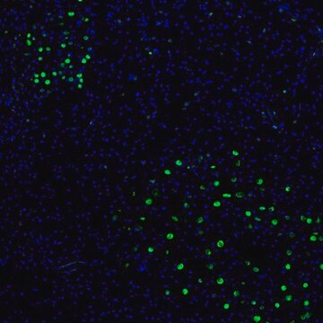 Anti-ZNF3 antibody produced in rabbit Prestige Antibodies&#174; Powered by Atlas Antibodies, affinity isolated antibody, buffered aqueous glycerol solution