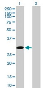 Anti-SPSB2 antibody produced in mouse purified immunoglobulin, buffered aqueous solution