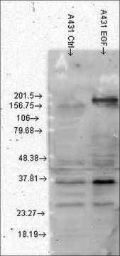 Monoclonal Anti-Phosphotyrosine antibody produced in mouse clone G104, 1&#160;mg/mL, purified immunoglobulin