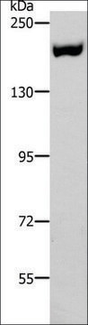 Anti-ACE1 antibody produced in rabbit affinity isolated antibody