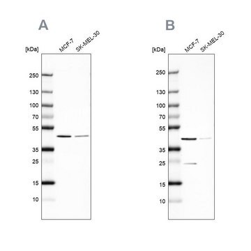 Anti-DOK7 antibody produced in rabbit Prestige Antibodies&#174; Powered by Atlas Antibodies, affinity isolated antibody