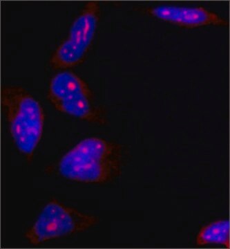 Anti-B23 antibody, Mouse monoclonal clone FC82291, purified from hybridoma cell culture