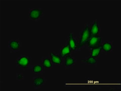 Monoclonal Anti-ATOX1 antibody produced in mouse clone 2E6, purified immunoglobulin, buffered aqueous solution