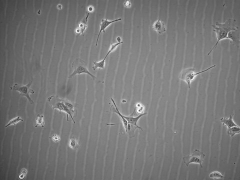 D4M-3A Mouse Melanoma Cell Line