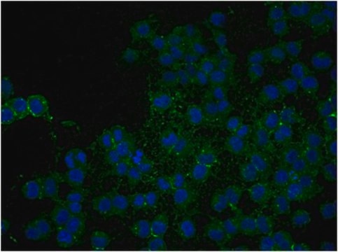 Anti-NG2 Chondroitin Sulfate Proteoglycan, Biotin Conjugate Antibody from rabbit, biotin conjugate