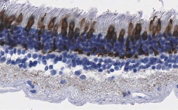 Anti-Red/Green Opsin Antibody, clone 1D2 ZooMAb&#174; Rabbit Monoclonal recombinant, expressed in HEK 293 cells