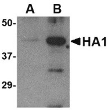 Anti-Avian Influenza Hemagglutinin antibody produced in rabbit affinity isolated antibody