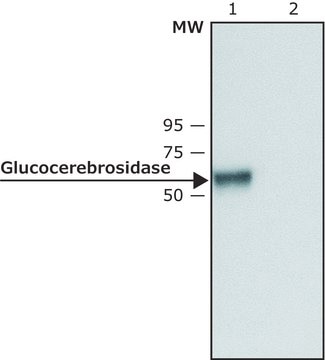 Anti-Glucocerebrosidase (C-terminal) antibody produced in rabbit ~1&#160;mg/mL, affinity isolated antibody, buffered aqueous solution