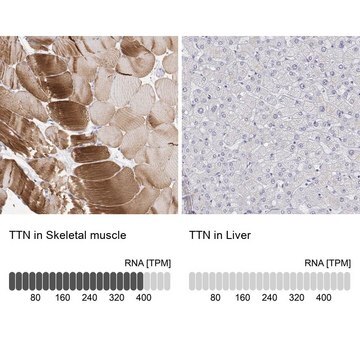 Anti-TTN Prestige Antibodies&#174; Powered by Atlas Antibodies, affinity isolated antibody