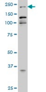 Monoclonal Anti-EP300 antibody produced in mouse clone 1D2, ascites fluid