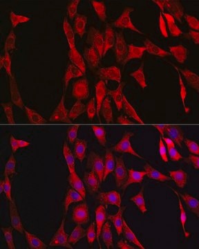 Anti-LDHA antibody produced in rabbit