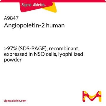 Angiopoietin-2 human &gt;97% (SDS-PAGE), recombinant, expressed in NSO cells, lyophilized powder