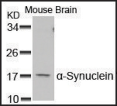 Anti-SNCA (Ab-129) antibody produced in rabbit affinity isolated antibody