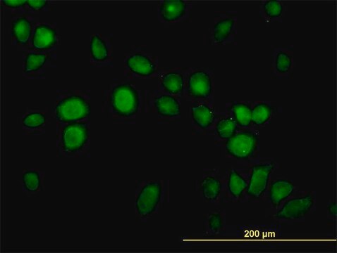 Monoclonal Anti-USP14 antibody produced in mouse clone 6D6, purified immunoglobulin, buffered aqueous solution