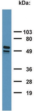 Monoclonal Anti-Cytokeratin 7/17 antibody produced in mouse clone C-46