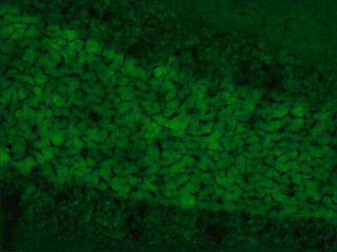 Anti-SynCAM antibody produced in rabbit affinity isolated antibody, buffered aqueous solution