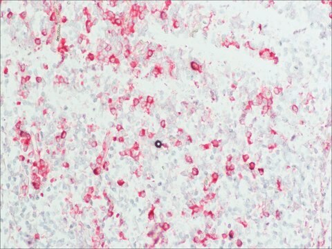 Anti-Human IgG (Fab specific)&#8722;Alkaline Phosphatase antibody produced in goat affinity isolated antibody, buffered aqueous solution