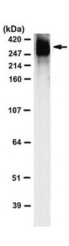 Anti-KLH Antibody, clone 3B1 clone 3B1, from mouse