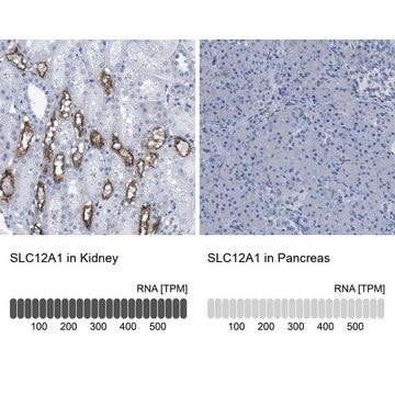 Anti-SLC12A1 antibody produced in rabbit Prestige Antibodies&#174; Powered by Atlas Antibodies, affinity isolated antibody, buffered aqueous glycerol solution