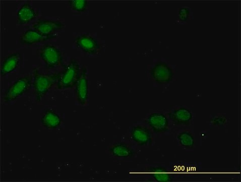 Monoclonal Anti-CASP9 antibody produced in mouse clone 3B8-4G2, purified immunoglobulin, buffered aqueous solution