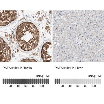 Anti-PAFAH1B1 antibody produced in rabbit Prestige Antibodies&#174; Powered by Atlas Antibodies, affinity isolated antibody, buffered aqueous glycerol solution