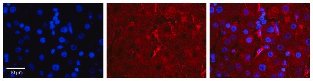 Anti-LBP antibody produced in rabbit affinity isolated antibody