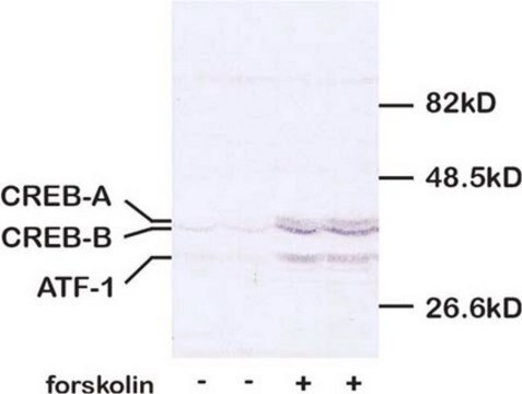 Anti-CREB Antibody, pSer133 serum, Chemicon&#174;